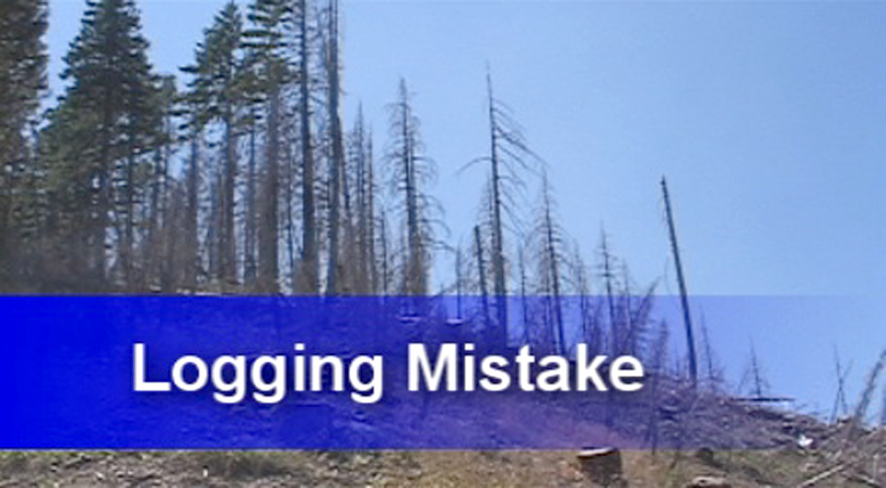 Logging_Mistake_20050827.jpg